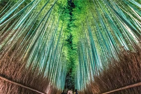 Arashiyama (bamboo forest)